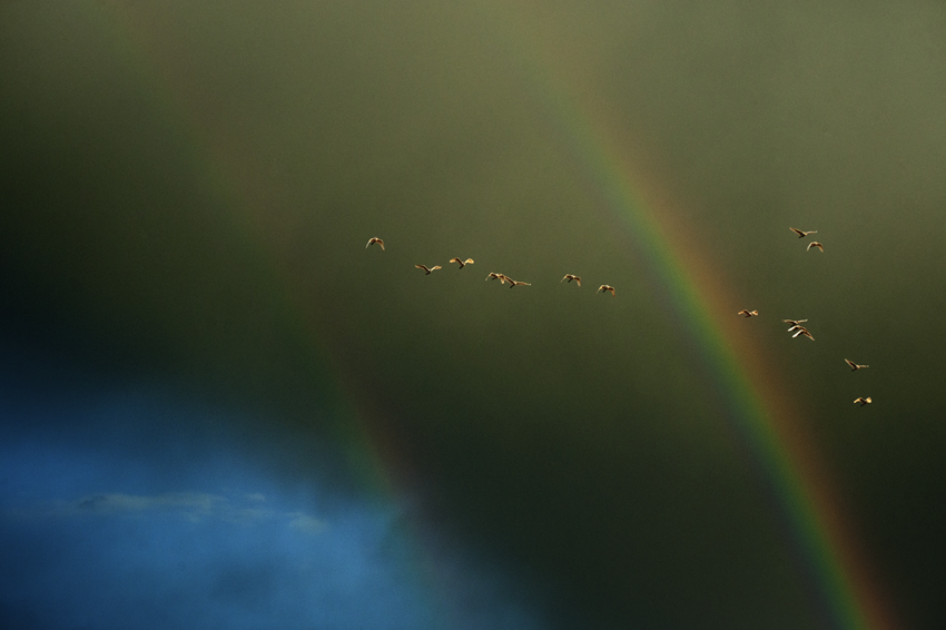 Garcillas bueyeras volando entre arcoiris